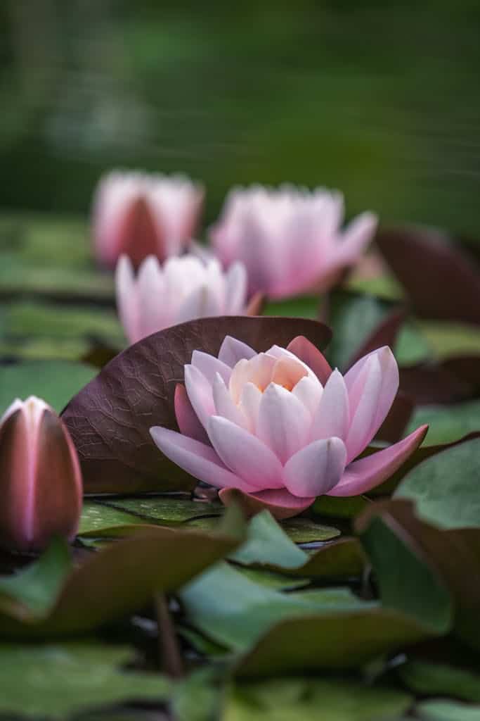 Peaceful scene of pink water lilies on a lush leaf bed symbolizing zen and tranquility.