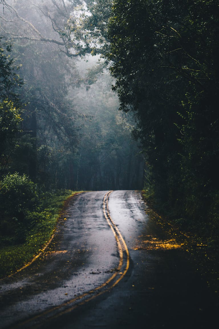 A misty forest road with striking fog and wet asphalt, ideal for scenic journeys.