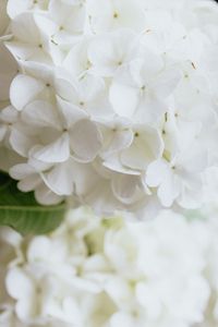 Macro photograph of delicate white hydrangea flowers in full bloom, highlighting their natural beauty.